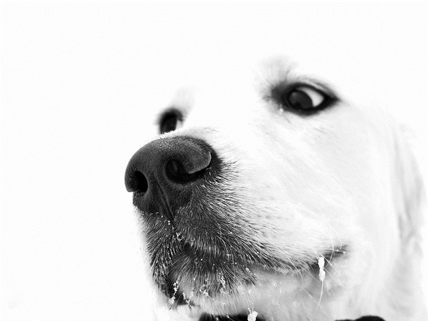 Os Cães são estrelas no fim de semana