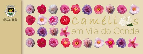 Camélias em flor dão cor a Vila do Conde
