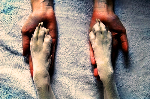 Dia do Animal em Vila do Conde