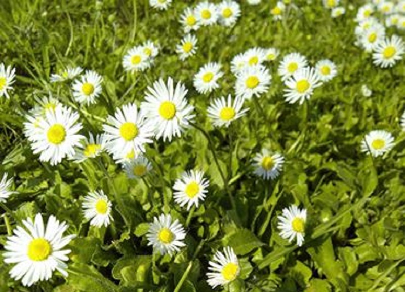 Chegou a Primavera! Chegou a Primavera!