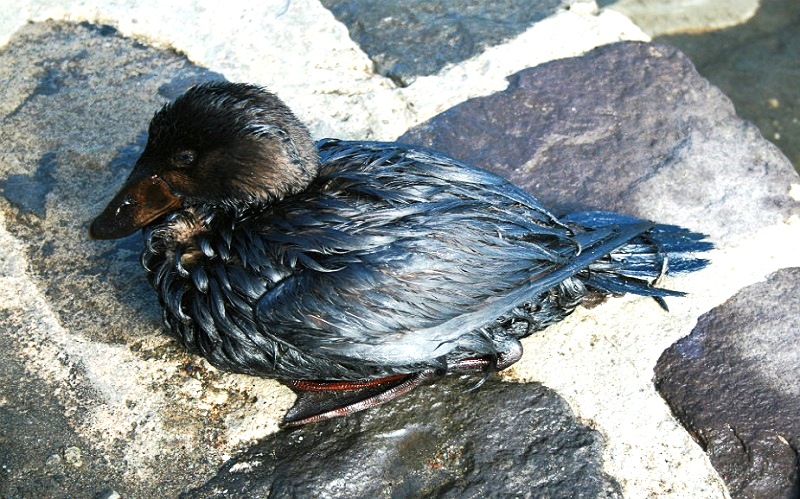 Ministério do Ambiente e APA investigam descarga que cobriu aves de crude Ministério do Ambiente e APA investigam descarga que cobriu aves de crude
