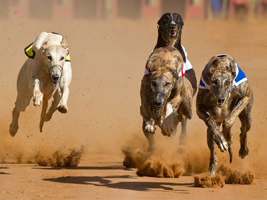 SOS Animal propõe proibição de corridas de cães