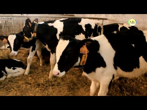 APROLEP pede intervenção do governo para que aumente preço do leite ao produtor