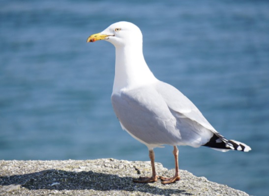 Área Metropolitana do Porto abre inquérito online sobre impacto das gaivotas nos municípios