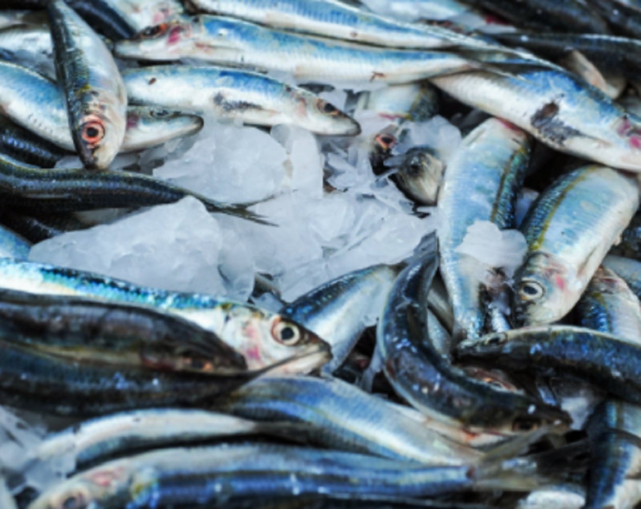 Pesca da sardinha reabriu no início da semana