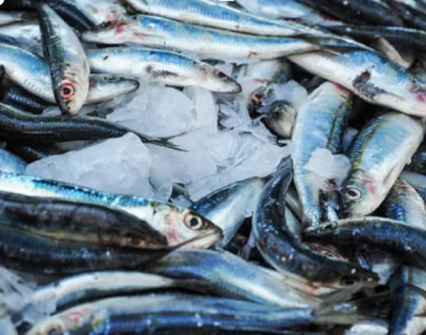 Novos limites de captura de sardinha (cerco) em vigor desde 2 de agosto