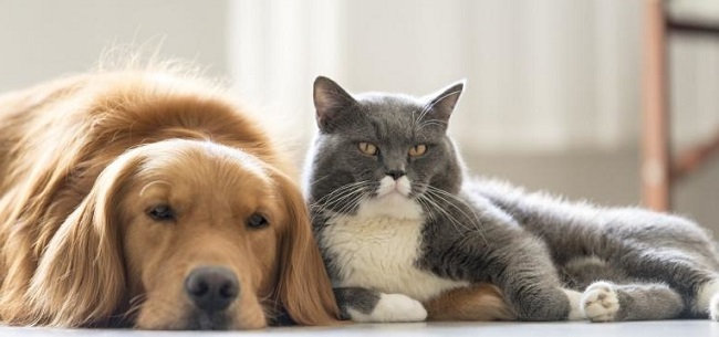 Identifique o seu Animal de Companhia