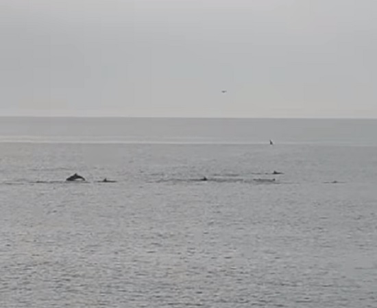 Golfinhos avistados junto à praia da Póvoa de Varzim