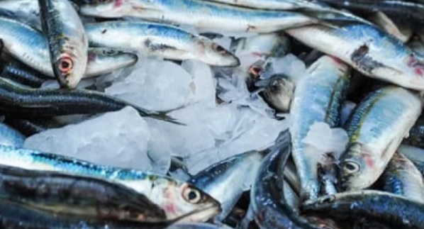 Pesca da sardinha reabre hoje