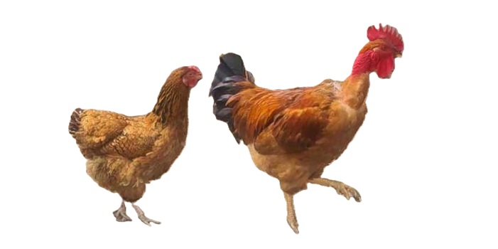 Risco de gripe das aves é elevado e o alerta de confinamento inclui freguesias poveiras